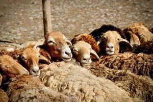 ganado esperando para comercio en el vacas y oveja bazar en Xinjiang foto