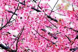 Beautiful pink cherry blossoms  with refreshing in the morning in japan photo