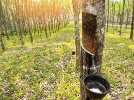 Rubber Plantation cut for natural latex on rubber tree on field agriculture area with natural latex row of tree photo