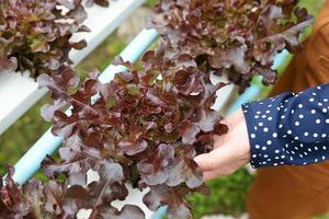 woman picking hydroponic plants on water without soil agriculture organic health food nature, hydroponic vegetables harvested from hydroponic farms fresh red oak salad growing in the garden photo