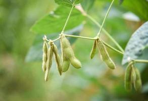 verde haba de soja en el árbol - joven haba de soja semillas en el planta creciente en el agricultura foto