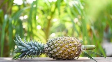 Fresh pineapple on nature background - Close up pineapple tropical fruit photo