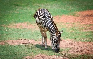 Zebra african plains graze grass at National Park photo