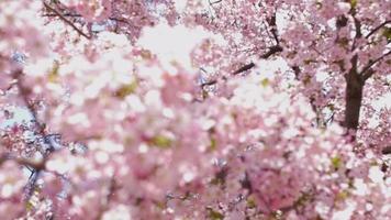 Gestell Fokus Kirsche blühen Bäume im Waschen dc schleppend Bewegung video