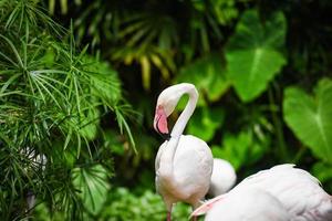 Flamingo bird beautiful at lake river nature tropical animals - Greater Flamingo photo