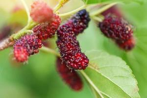 Fresh mulberry on tree Ripe red mulberries fruit on branch and green leaf in the garden photo