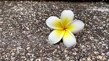 blanco frangipani, blanco plumería, templo árbol, cementerio árbol, el flores floreciente en el jardín Mira hermoso, frangipani, plumería, templo árbol, cementerio árbol allí son muchos en el tropical zona. video