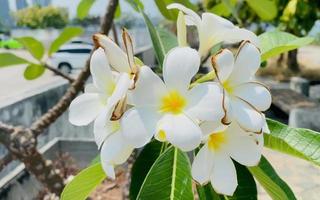 branco frangipani, branco plumeria, têmpora árvore, cemitério árvore, a flores florescendo dentro a jardim Veja lindo, frangipani, plumeria, têmpora árvore, cemitério árvore lá estão muitos dentro a tropical zona. video