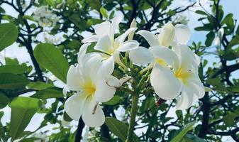 wit frangipani, wit plumeria, tempel boom, begraafplaats boom, de bloemen bloeiend in de tuin kijken mooi, frangipani, plumeria, tempel boom, begraafplaats boom Daar zijn veel in de tropisch zone. video