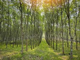 rubber plantation with rubber tree forest in agriculture of asia for natural latex row of tree photo