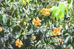 Marian plum fruit in marian plum tree in the garden tropical fruit orchard, Name in Thailand Sweet Yellow Marian Plum Maprang Plango or Mayong chid photo