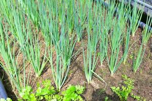 Cebolla de primavera, suelo agrícola, huerta, cebolla de primavera orgánica, jardinería vegetal con chalotes de verduras frescas plantando, en el jardín de invernadero, jardinería ecológica, naturaleza foto