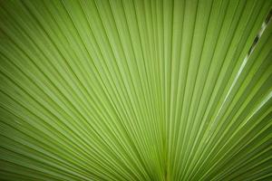 Natural green patterns Green palm tree leaf texture on natural and sunlight background photo