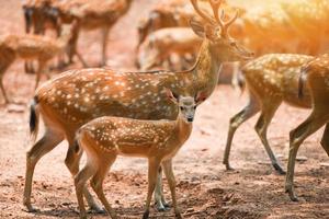 Spotted deer wild animal in the National park - Other names Chital , Cheetal , Axis deer photo