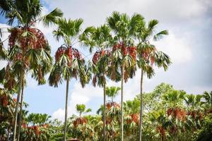 Tropical palm garden in the park with palm fruit on tree growing and sky background photo