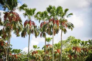 tropical palma jardín en el parque con palma Fruta en árbol creciente y cielo antecedentes foto