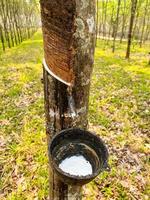 Rubber Plantation cut for natural latex on rubber tree on field agriculture area with natural latex row of tree photo