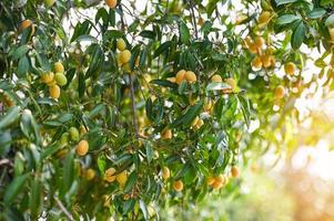 Marian plum fruit in marian plum tree in the garden tropical fruit orchard, Name in Thailand Sweet Yellow Marian Plum Maprang Plango or Mayong chid photo