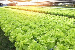 hydroponic plants on water without soil agriculture organic health food nature leaf crop bio, hydroponic vegetables from hydroponic farms fresh green oak lettuce growing in the garden photo