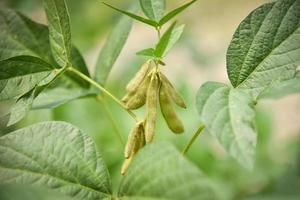 verde haba de soja en el árbol - joven haba de soja semillas en el planta creciente en el agricultura foto