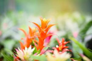 Colorful of bromeliad flower decorate in the garden nursery plants background photo