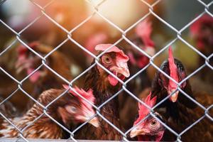 Hen in cage agriculture on indoors chicken farm product for egg photo