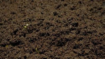 Growing seeds rising from soil time lapse 4k footage. video