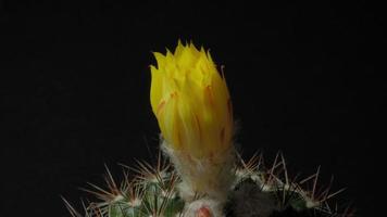 Beautiful cactus flower blooming time lapse isolated on black background. video