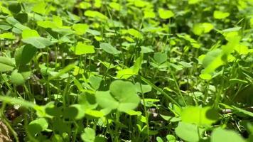 laag vlucht over- de gras. stap Aan de gras. eerste persoon beweging. groen natuur achtergrond video