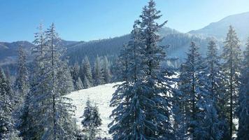 voar sobre uma fabuloso coberto de neve floresta em a declives do a montanhas video