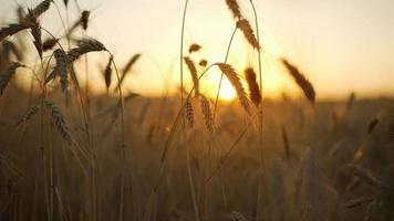 Grano campo, orecchie di Grano ondeggiante a partire dal il dolce vento a tramonto. video