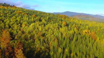aéreo ver de un brillante otoño bosque en el pendientes de el montañas a amanecer video
