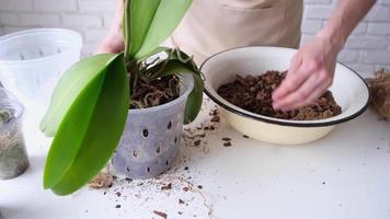 Spring seasonal hobbies. Transplanting and watering orchid plants. Home gardening, breeding of orchids. video