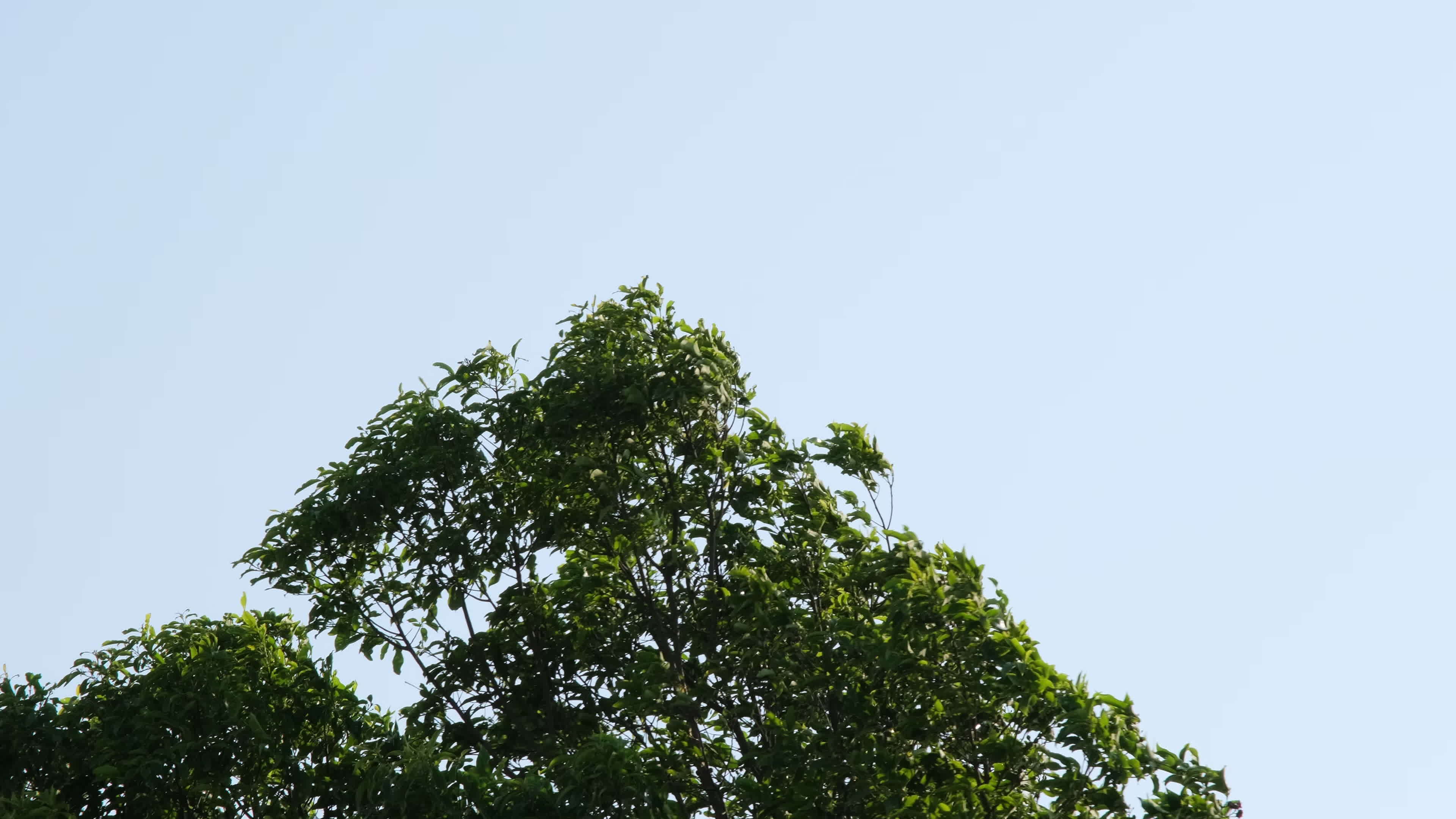 Looking up trees blowing in the wind with blue sky. 21722943 Stock