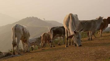 kudde van koeien in zomer weide Aan berg achtergrond. kudde van wit en bruin koeien begrazing Aan een herfst ochtend- in een berg weiland. video