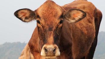 avvicinamento tiro di Marrone mucca nel pascolo guardare a telecamera su montagna sfondo. video