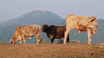 kudde van koeien in zomer weide Aan berg achtergrond. kudde van wit en bruin koeien begrazing Aan een herfst ochtend- in een berg weiland. video