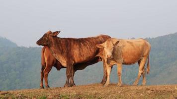 manada de vacas en verano prado en montaña antecedentes. manada de blanco y marrón vacas pasto en un otoño Mañana en un montaña pastar. video