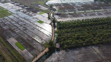 aereo Visualizza di contadino nel rosso trattore preparazione terra per riso piantare con uccelli volante intorno a. contadino Lavorando nel riso campo di trattore. video