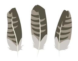 Set of buzzard feathers in flat style. vector