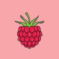 Illustration of Raspberry Fruits Vector Raspberry Drawing