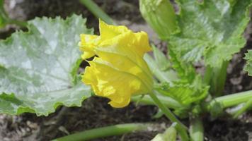 Close up view of yellow flower of vegetable marrow growing in country garden on sunny day. Beautiful squash blossoms video