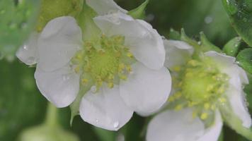 Extreme close-up view of beautiful white flowers of strawberry in home garden video