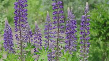 blauw gebloemd blauwbont. mooi sier- lupine toenemen in weide huis tuin, zwaaiend in wind video