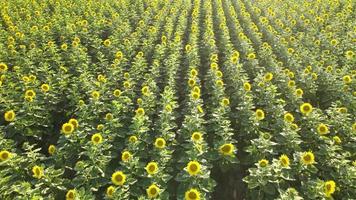 aerial sunflowers landscape video