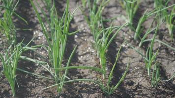 Water drops pouring down on green leeks growing in garden bed like rain backlit by bright sun. Morning watering vegetables in garden with an automatic sprinkler even on sunny day to avoid drought video