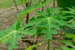 fresh green cassava leaves in the garden. photo