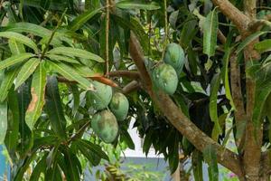 Close up of mango fruits on a tree. Bunch of green mangoes. photo