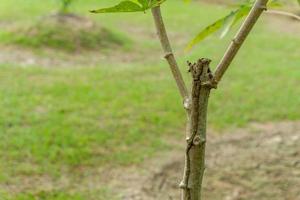 Cassava tree. Close up of growing cassava stem in the garden. photo