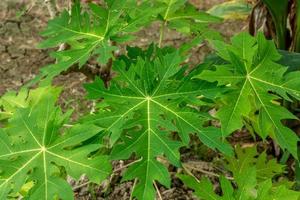 fresh green cassava leaves in the garden. photo